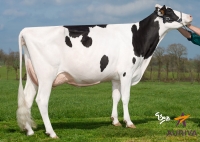 INVOKE - Prim'Holstein