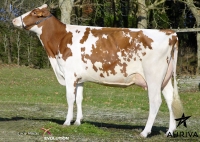 ELBOYRED - Prim'Holstein