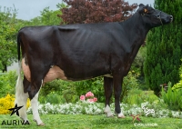 HELMONDO - Prim'Holstein