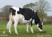 HURIGNY - Prim'Holstein