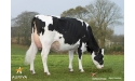 HURIGNY - Prim'Holstein