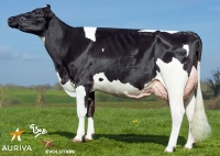 HOUDAIN P - Prim'Holstein
