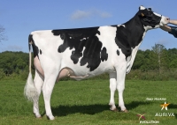 EHMAN ISY - Prim'Holstein