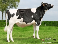 GOST ISY - Prim'Holstein