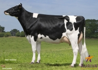 EARLY ISY - Prim'Holstein