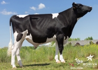 HYPNOTIC - Prim'Holstein