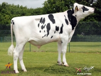 HORA - Prim'Holstein