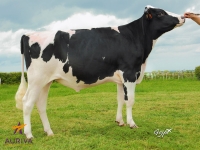 ILFORD - Prim'Holstein