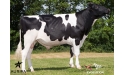 IAPYX P - Prim'Holstein