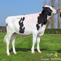 ILIADE - Prim'Holstein
