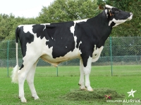 ISSOUDUN - Prim'Holstein