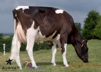 TIMORY BOR - Prim'Holstein