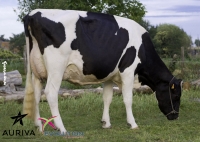 TURCAT FD - Prim'Holstein