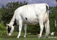 TORMIO BOR - Prim'Holstein