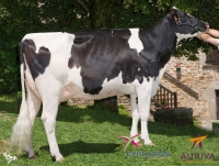 ULSAN MTY - Prim'Holstein