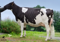 BIJAN OFF - Prim'Holstein