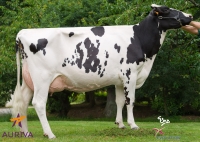 BOHEME SHO - Prim'Holstein