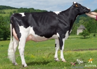 COMEDIEN - Prim'Holstein
