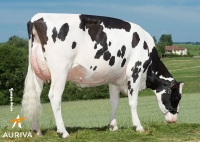 DEXEL - Prim'Holstein