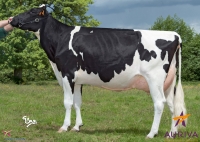 DIDOT - Prim'Holstein