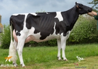 DRANCE ISY - Prim'Holstein