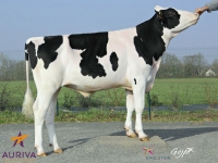 FONTOY - Prim'Holstein