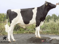 GAHARD - Prim'Holstein