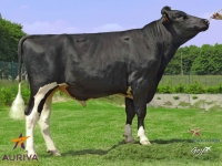 GAUSS - Prim'Holstein