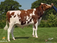 GESPARED P - Prim'Holstein