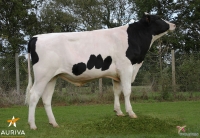 GEVAUDAN - Prim'Holstein