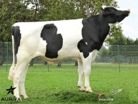GIAGI - Prim'Holstein