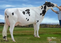 GINGER ISY - Prim'Holstein