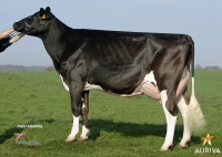GIULY ISY - Prim'Holstein