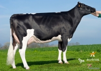 GLASGO - Prim'Holstein