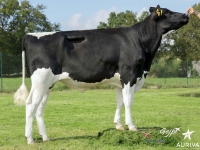 GOFAST - Prim'Holstein