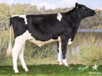 GOODTYPE - Prim'Holstein
