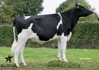 GOTCHA ISY - Prim'Holstein
