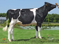GRAPON P - Prim'Holstein