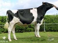 GRELON ISY - Prim'Holstein