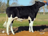 GRINDESTAR - Prim'Holstein