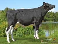 HACKY - Prim'Holstein
