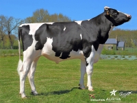 HADANGE - Prim'Holstein