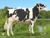 HAMMIG ISY - Prim'Holstein