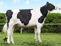 HARVAL ISY - Prim'Holstein