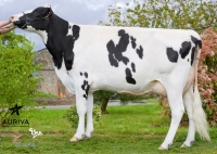 UMANOIR - Prim'Holstein