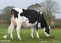 VOLADI MAN - Prim'Holstein