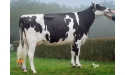 ILFORD - Prim'Holstein