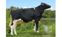 HOUDAIN P - Prim'Holstein