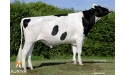 CARTHE ISY - Prim'Holstein