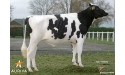 EARLY ISY - Prim'Holstein